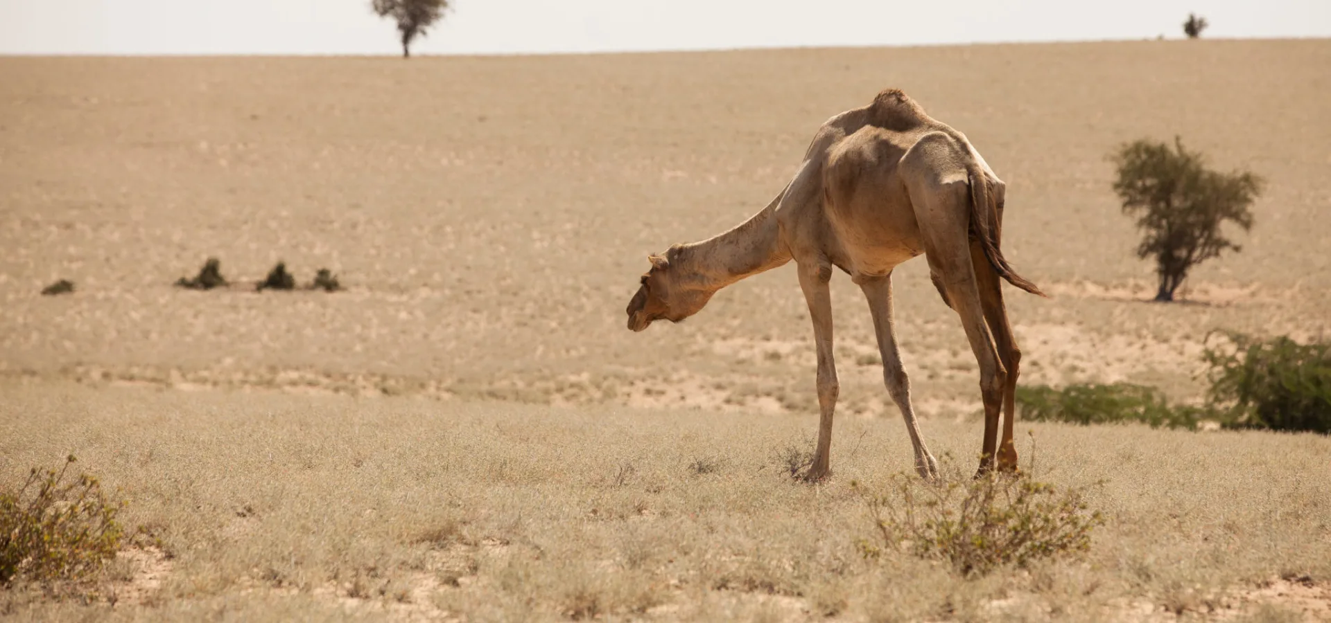 a camel in the desert