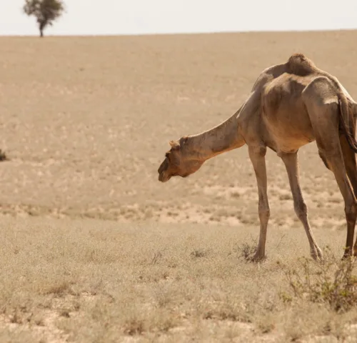 a camel in the desert