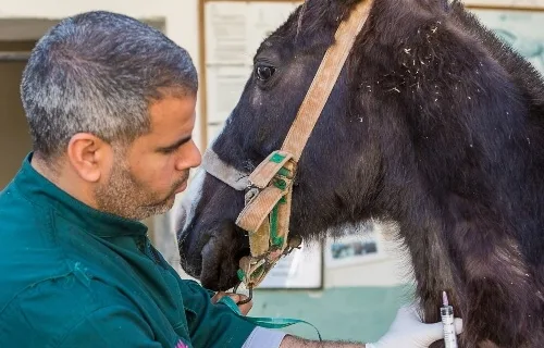 horse being treated in morocco