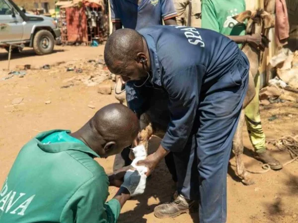 a donkey getting treatment in Mali