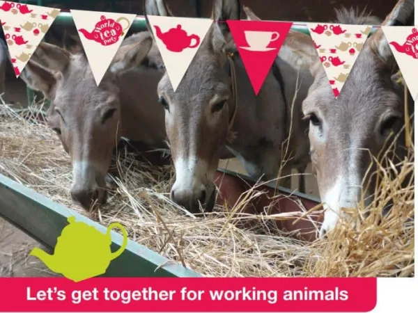 World Tea Party leaflet with three donkeys eating lots of hay