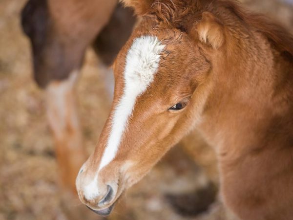 close up photo of a brown foal