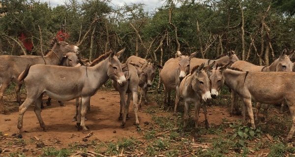 group of donkeys