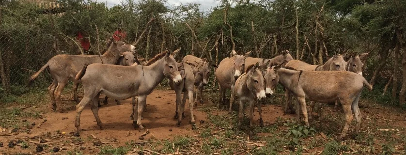 group of donkeys