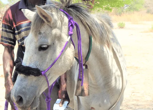 white horse in botswana