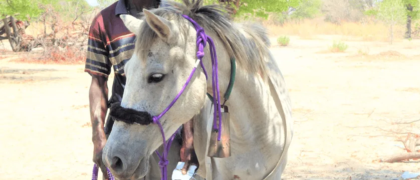 white horse in botswana