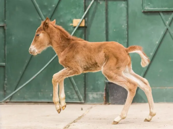 brown foal running