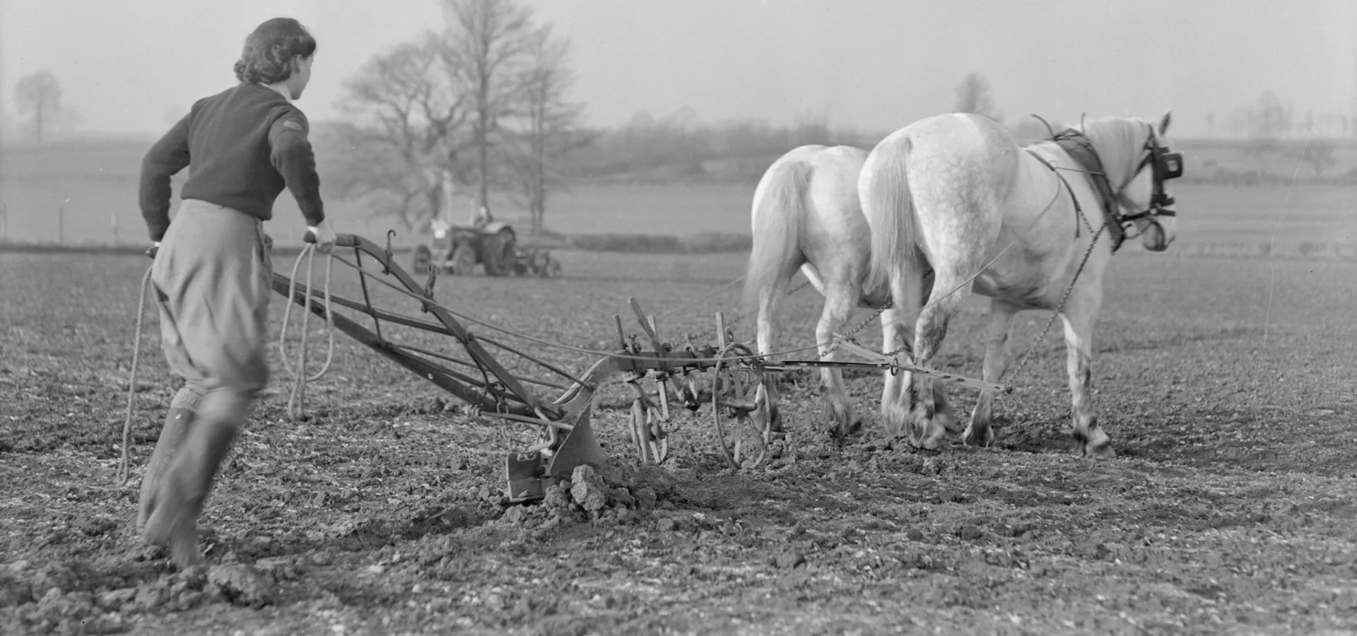 A land girl with two white horses on a farm