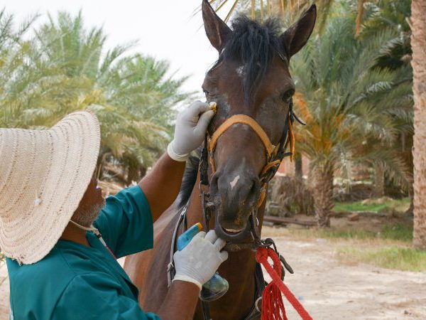 A SPANA vet treats Saber the horse for itchy eyes during a mobile clinic in Tunisia