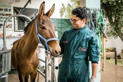A SPANA vet stands look at a brown horse wearing a blue harness