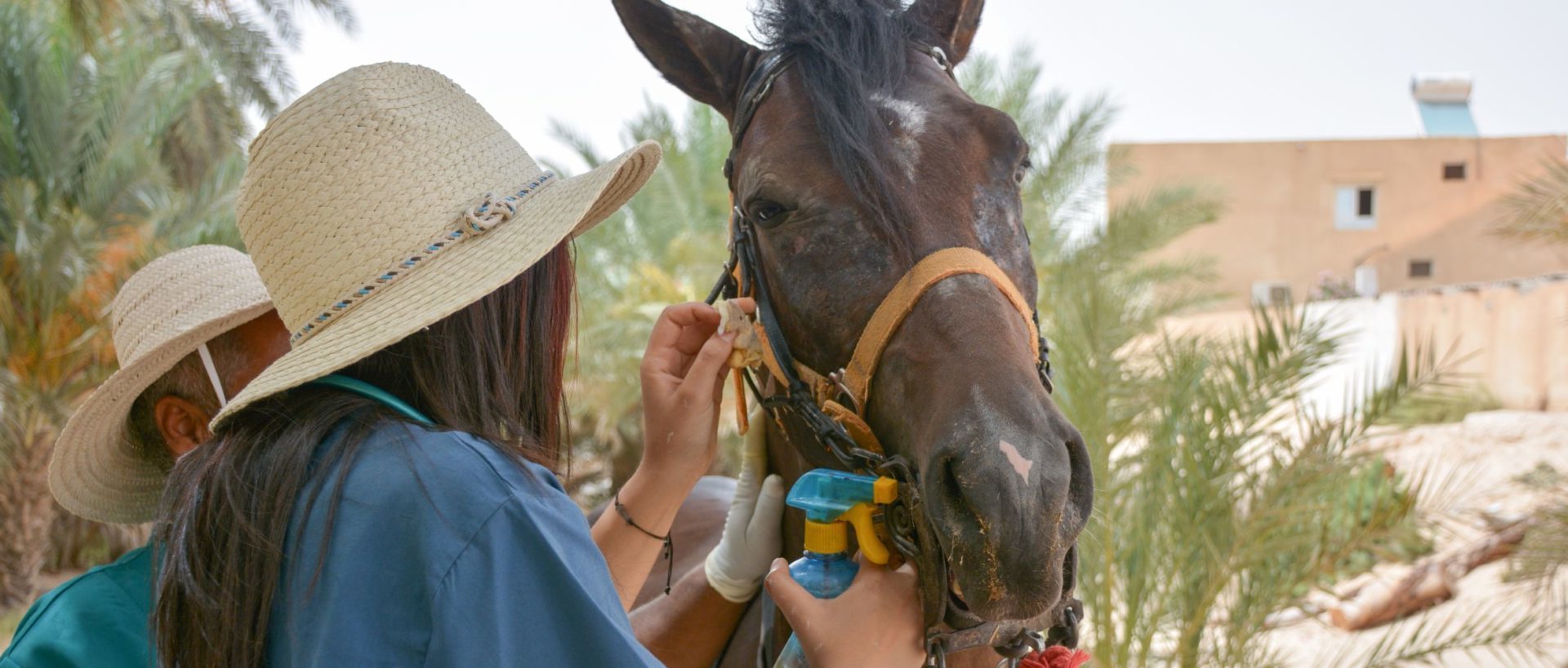 Saber the horse is treated for itchy eyes in Tunisia