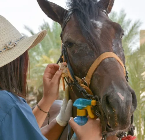 Saber the horse is treated for itchy eyes in Tunisia