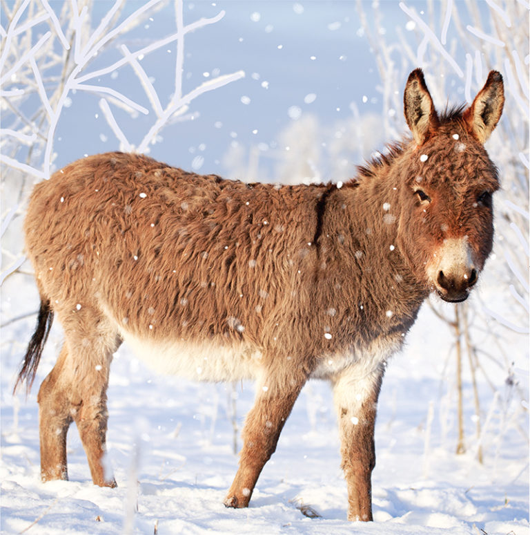 Donkey in the Snow Christmas Cards Support Working Animals SPANA