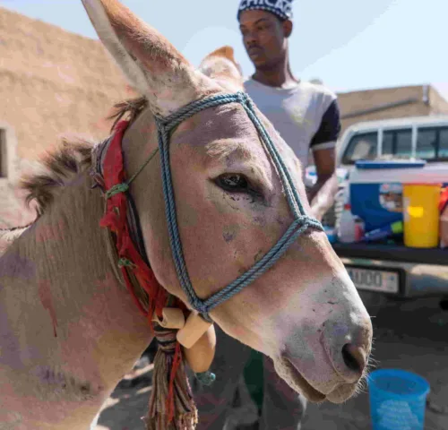 A portrait of a donkey