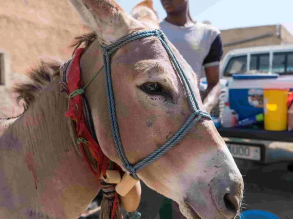 A portrait of a donkey