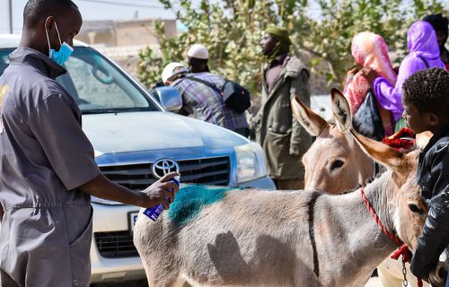 Vet treats skin wound on donkey