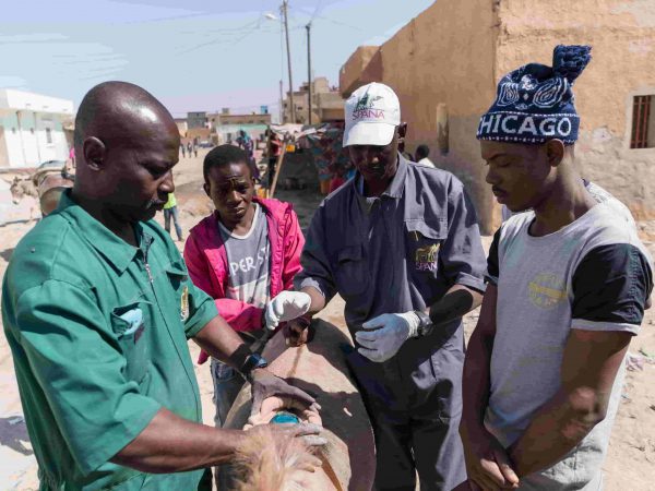 Vets and donkey owner prepare doughnut bandage