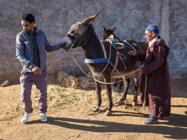 Najia the foal is treated by SPANA staff for a navel infection