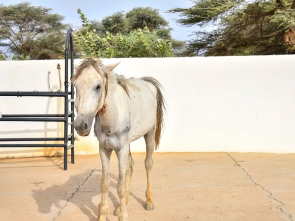 A white horse standing in a paddock.