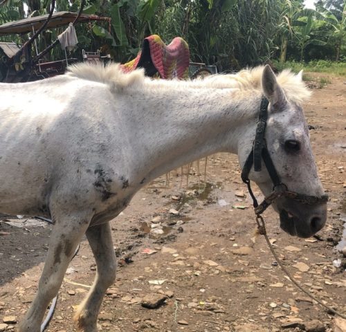 A white Working horse working in a muddy field