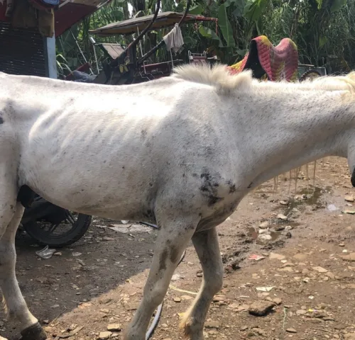 A white Working horse working in a muddy field