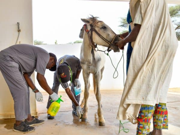Working horse receives leg treatment from vets in Mauritania