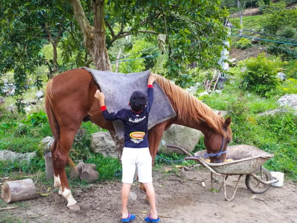 A boy looks after his family's horse, Costa Rica