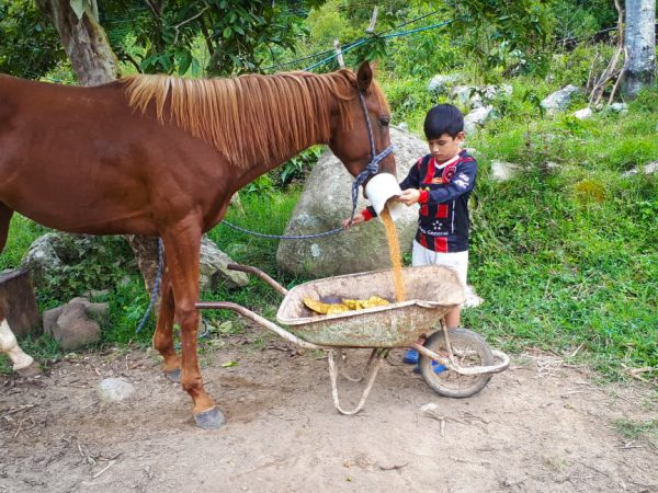 A boy looks after his family's horse, Costa Rica