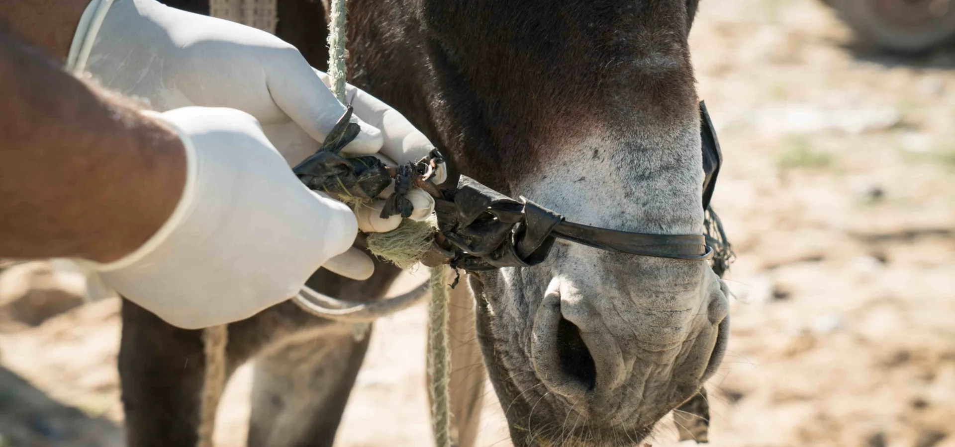 A SPANA vet treats a donkey in Tunisia