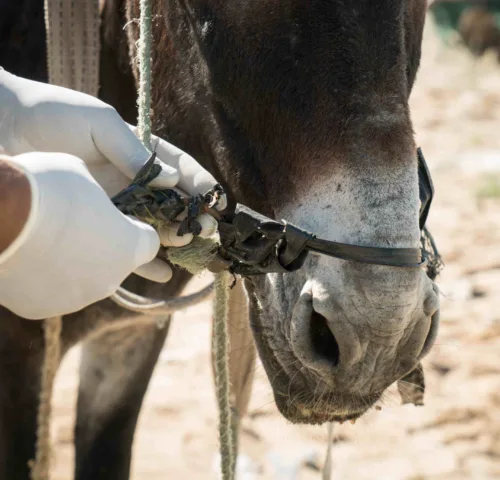 A SPANA vet treats a donkey in Tunisia