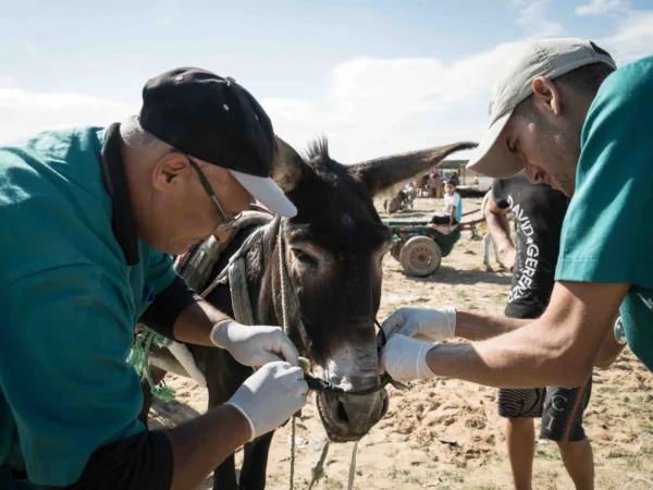 A SPANA vet treats a donkey in Tunisia