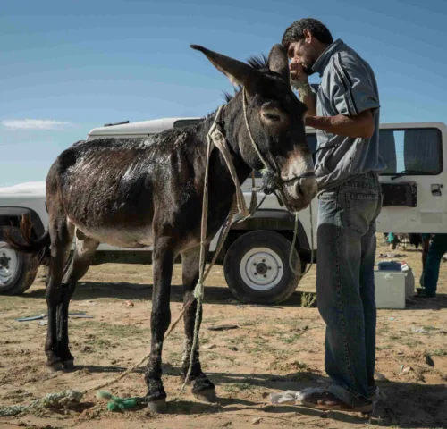 A SPANA vet treats a donkey in Tunisia