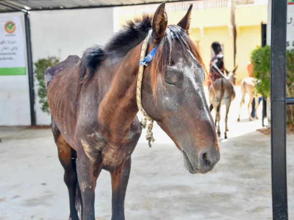 A horse suffering from lameness caused by overwork stands with his eye closed.
