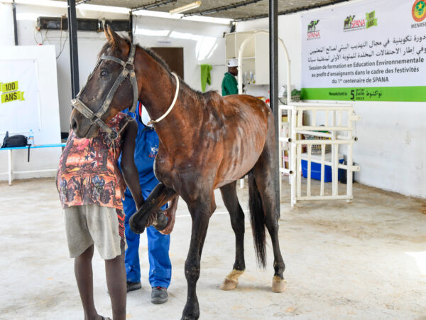 A lame horse receives treatment from SPANA vets for a muscle strain causing lameness.