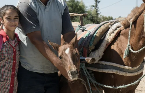 Young girl with horse foal in Tunisia