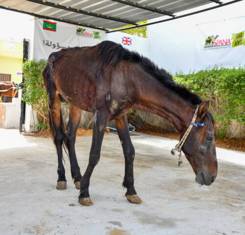 A horse suffering from lameness was brought to the SPANA veterinary centre for treatment.