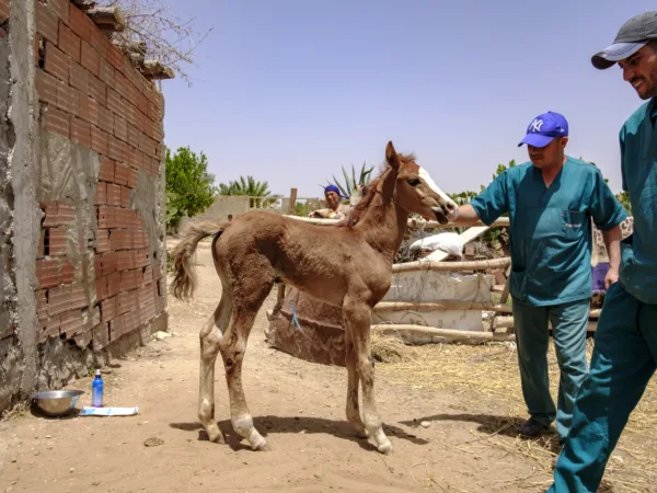 a newborn foal receives treatment from SPANA vets