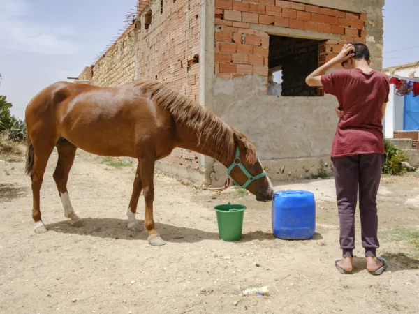 a brown horse walks towards water and a bucket of feed
