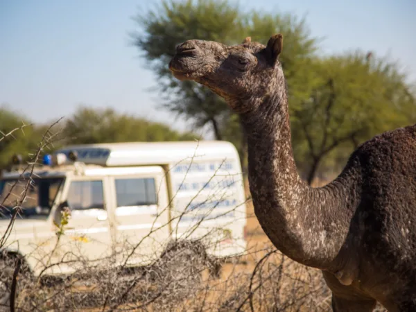 A SPANA funded mobile clinic vehicle in Rajasthan, India