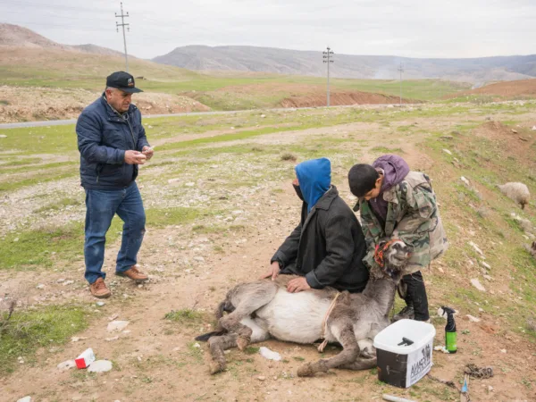 A Kurdish herder and his donkey at a mobile clinic