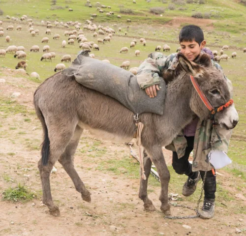 A Kurdish herder and his donkey at a mobile clinic
