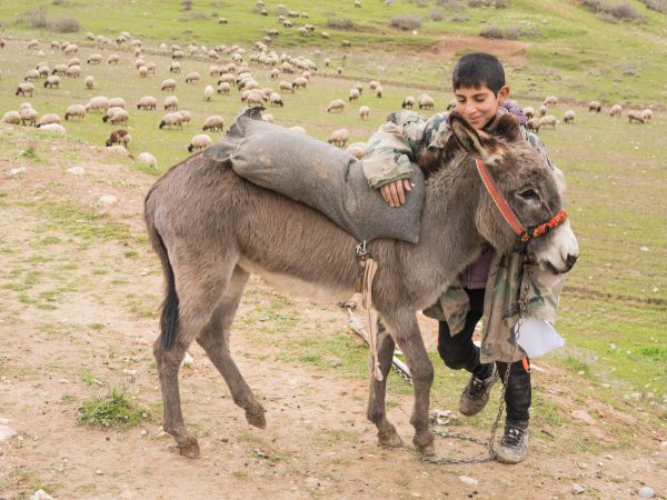 A Kurdish herder and his donkey at a mobile clinic