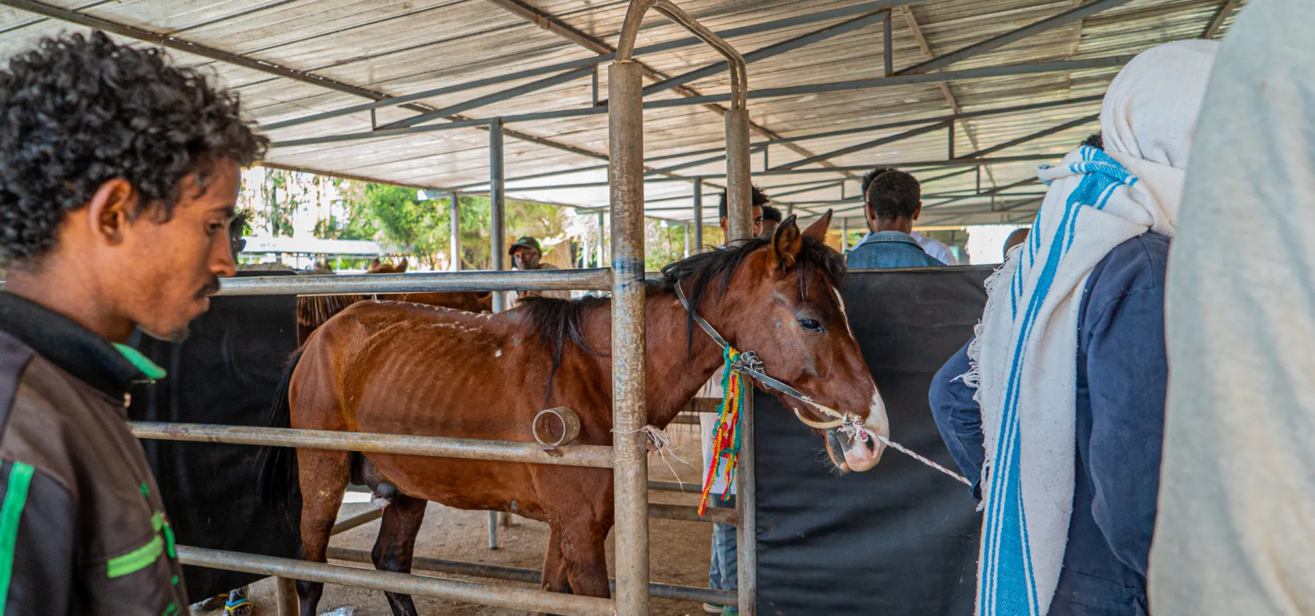 SPANA vets treat EZL wounds in Ethiopia