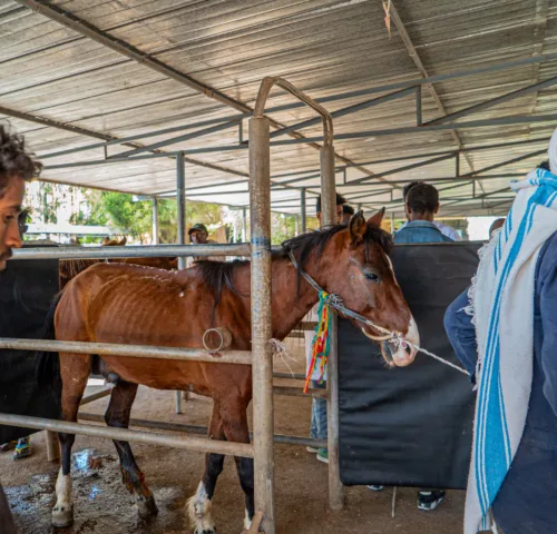 SPANA vets treat EZL wounds in Ethiopia