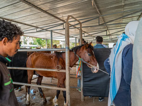 SPANA vets treat EZL wounds in Ethiopia