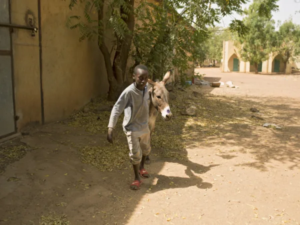 Young boy walking with a little donkey