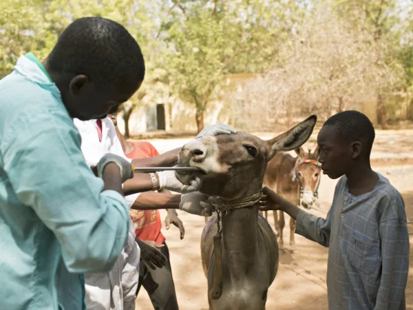 SPANA vet examining a horses mouth