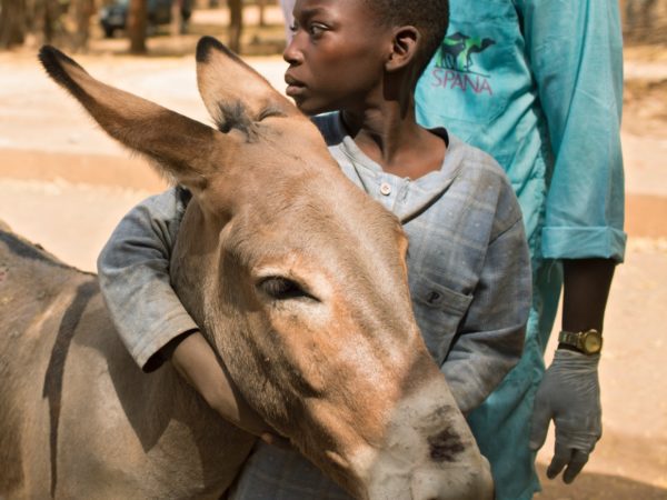 a boy hugging a donkey's face with a SPANA vet in the background