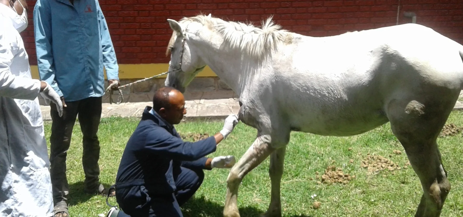 A SPANA vet sutures a wound in a car accident case, Ethiopia.