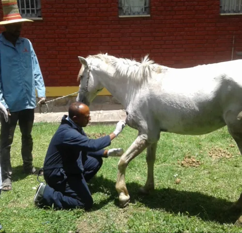 A SPANA vet sutures a wound in a car accident case, Ethiopia.